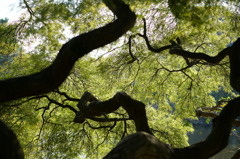 樹木と葉のある光景