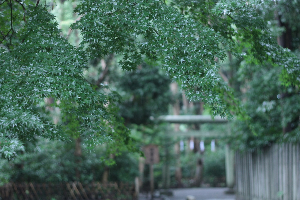 鎮守の森
