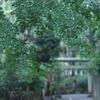 鎮守の森
