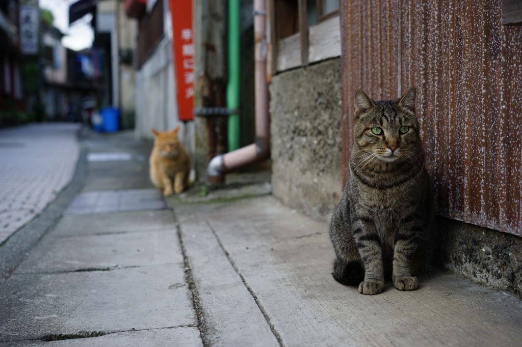 道端の野良猫