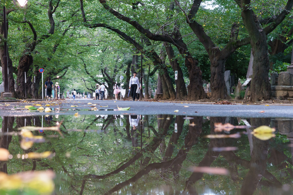 散歩道