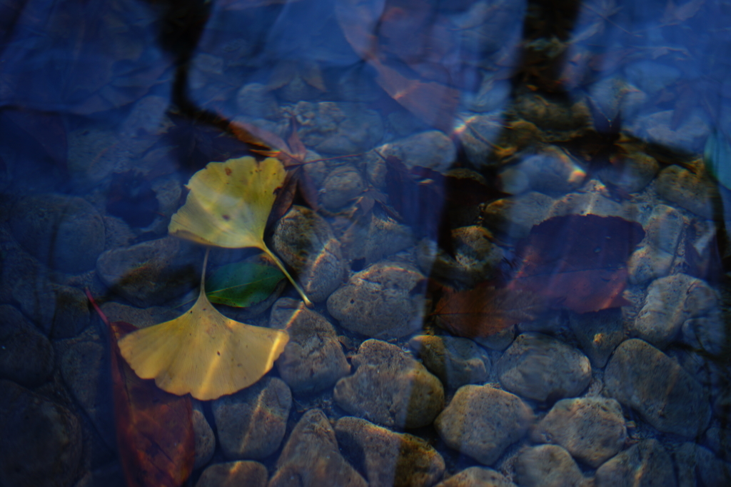 Leaves in water