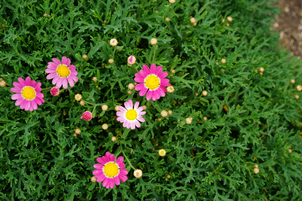 The Small Flowers