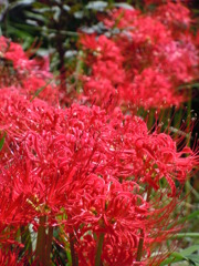 彼岸の花束Ⅰ