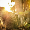 Cat in the sunlight