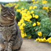 花壇のねこ