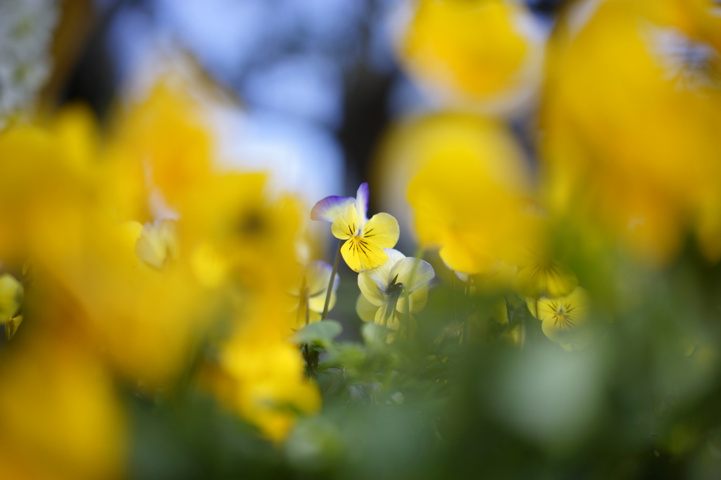 凛として咲く花