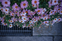 Roadside flowers