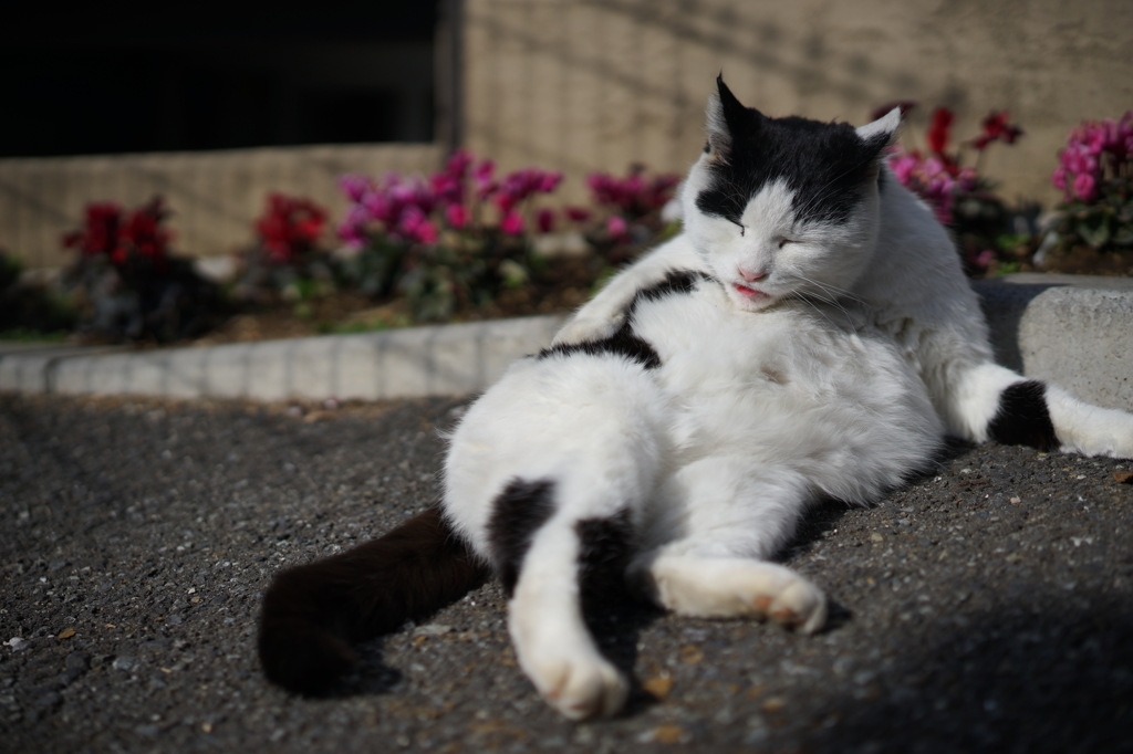 もふもふおっさん猫