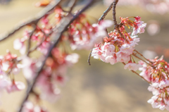 陽だまりの春桜