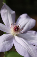 思い出の花