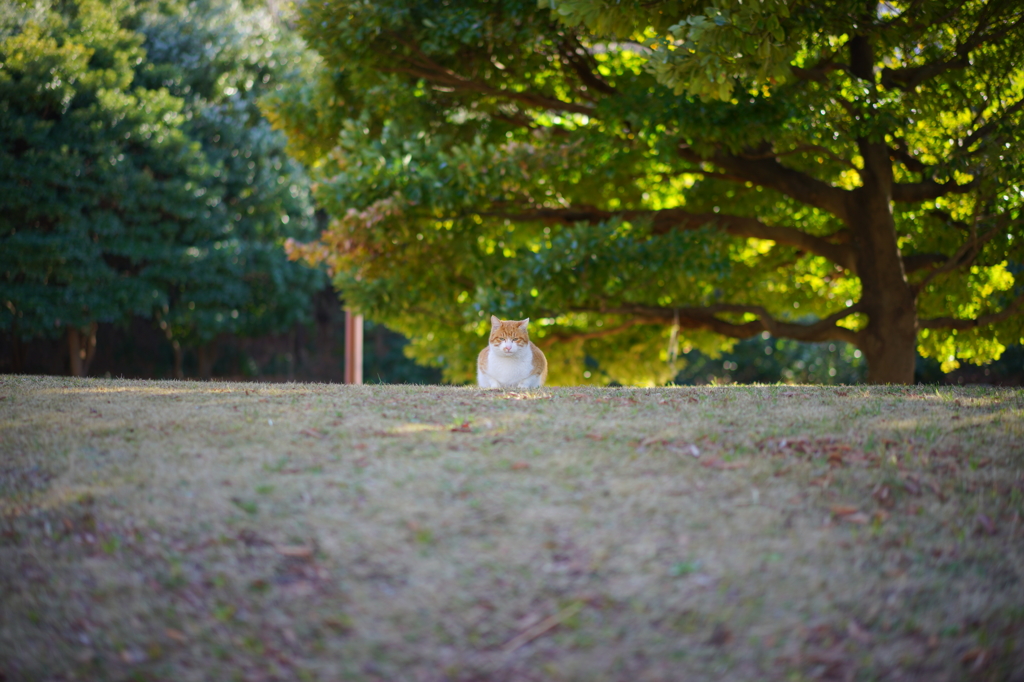 この森で生きていく