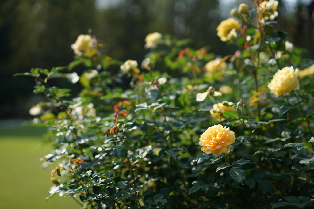 薔薇のある光景