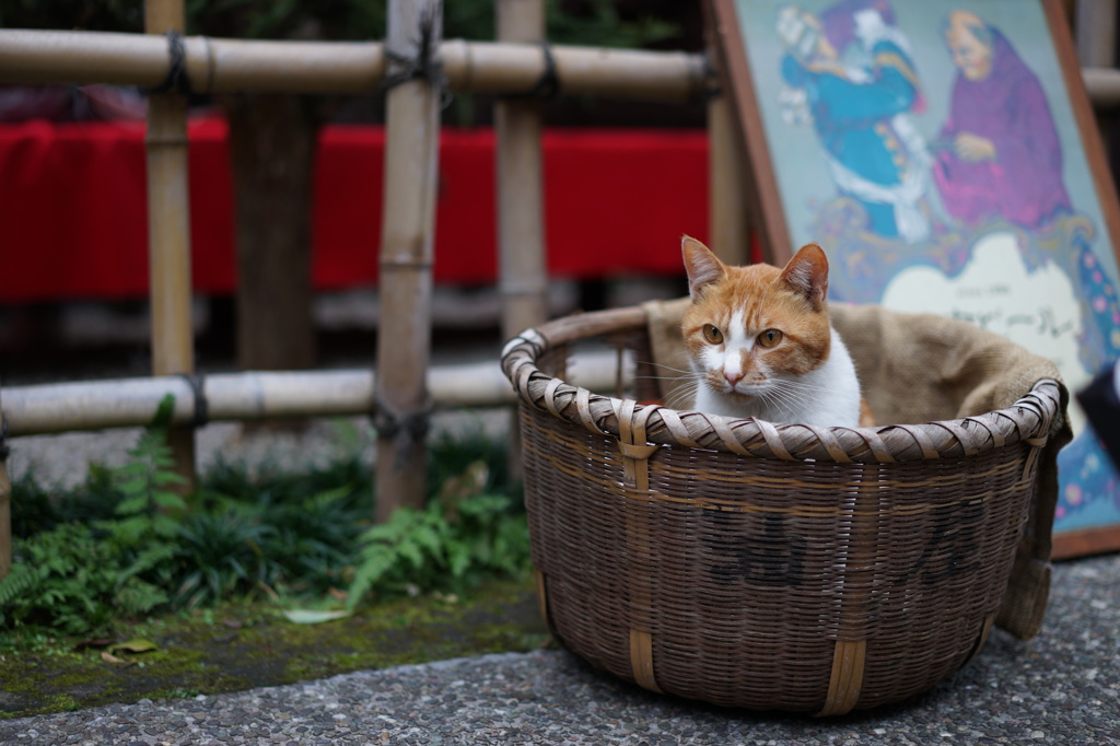 油売ってます