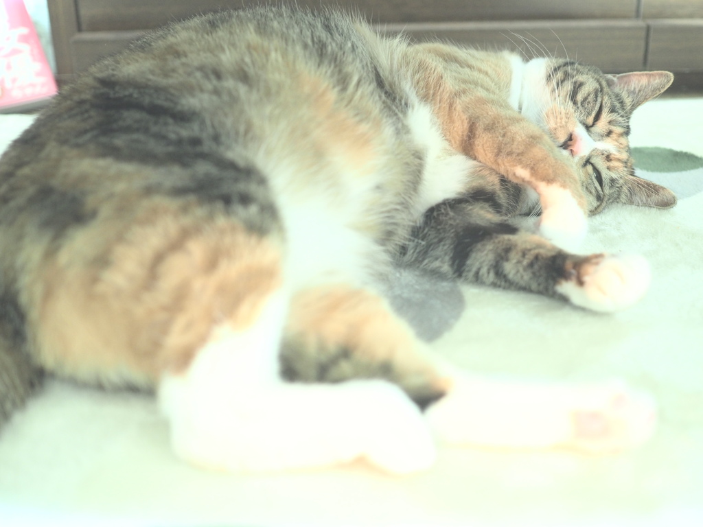 おひるねちゅう