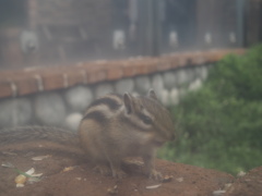 リス園
