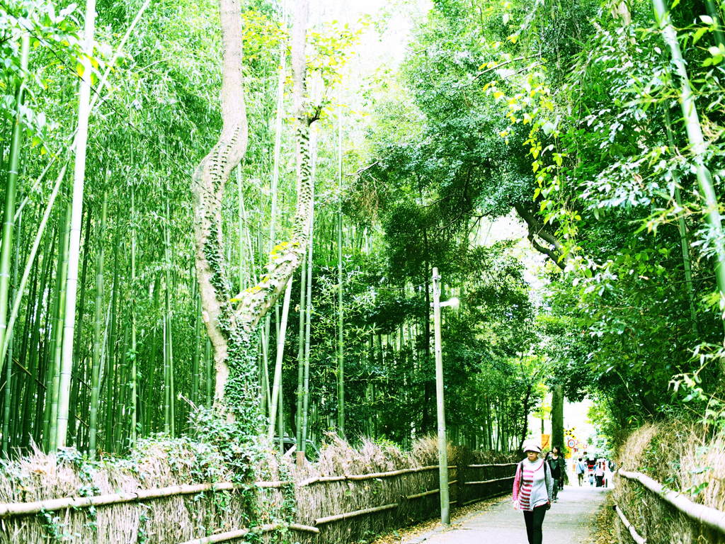竹林の道