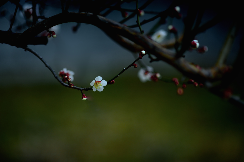 Plum blossom
