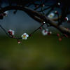 Plum blossom