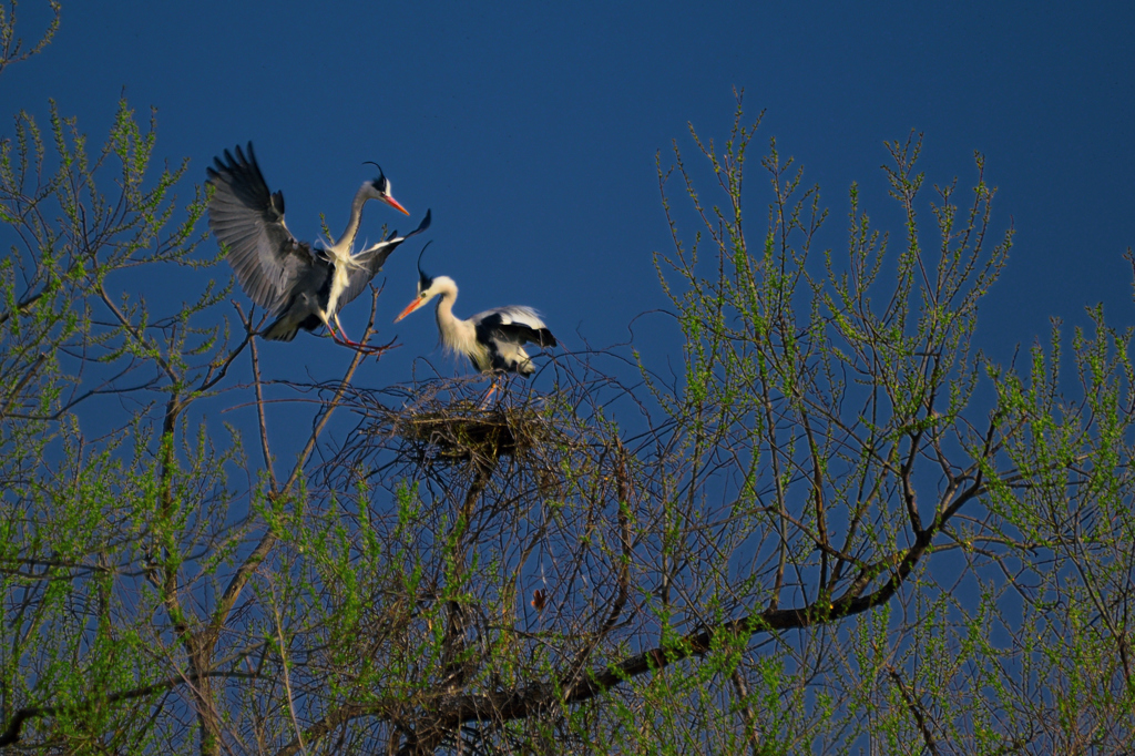 Couple of herons