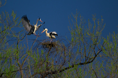 Couple of herons