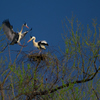 Couple of herons