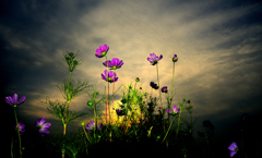 Flowers revolveⅡ
