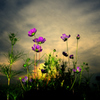 Flowers revolveⅡ