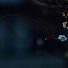 桜梅桃李