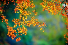 Autumn star