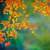 Autumn star