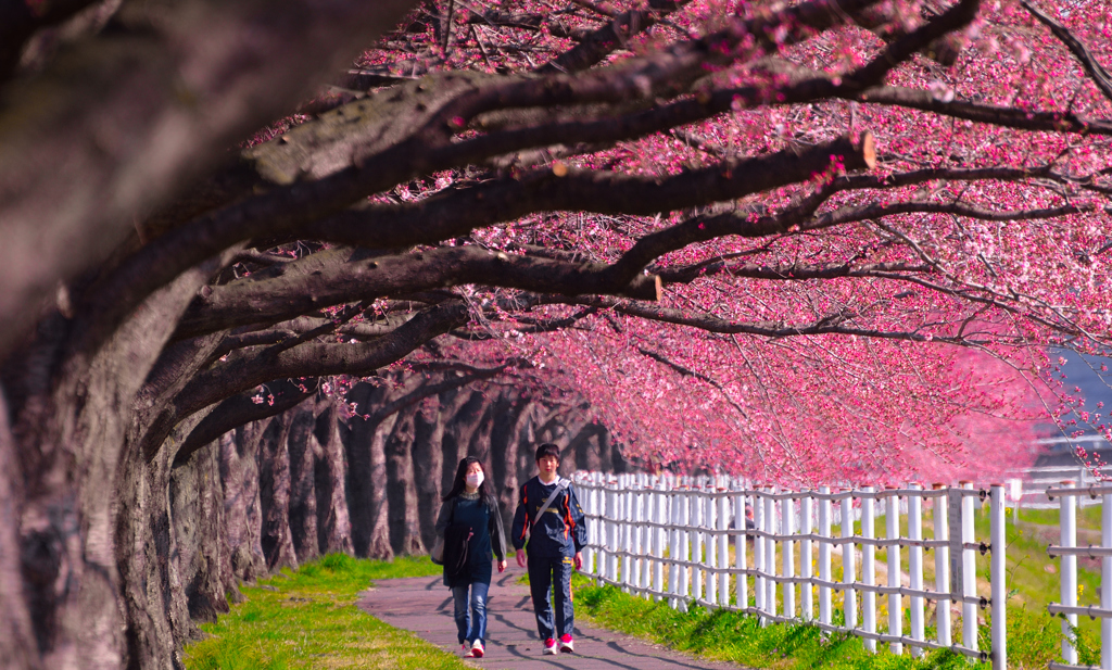 Cherry road