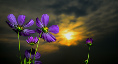 Flowers revolveⅠ