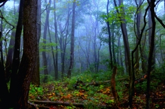 Misty forest