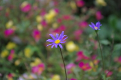 お花畑