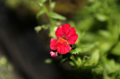 春の花、、、のはず