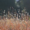 DSC01487