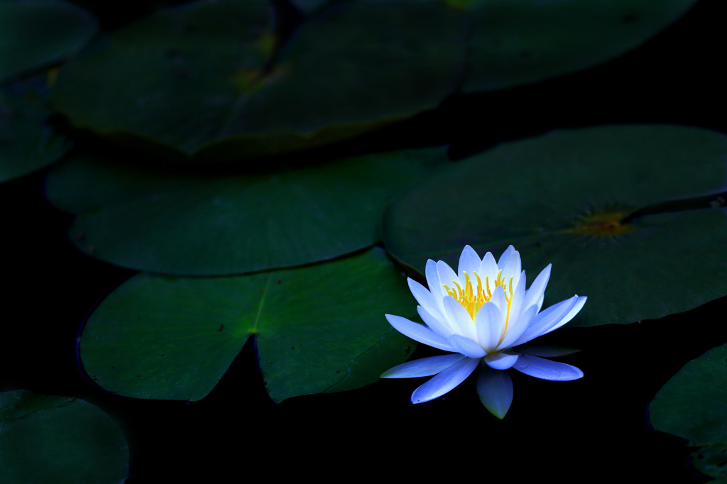 光華