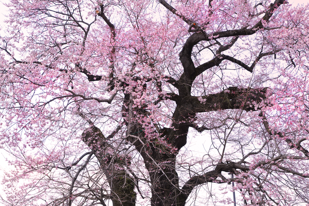 歓喜寺の江戸彼岸桜