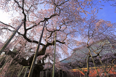 般若院の枝垂れ桜