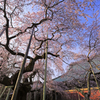 般若院の枝垂れ桜
