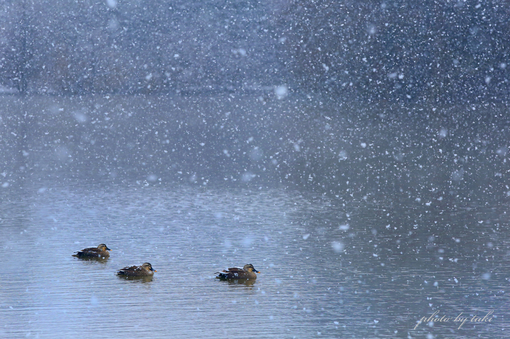 静雪