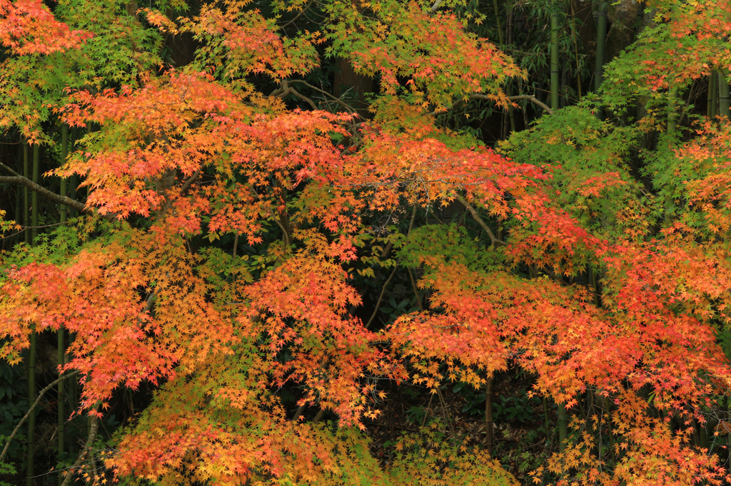 紅緑模様