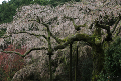 長興山紹太寺の枝垂れ桜