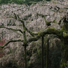 長興山紹太寺の枝垂れ桜