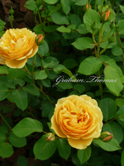 　グラハムトーマスくん