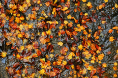 岩紅葉
