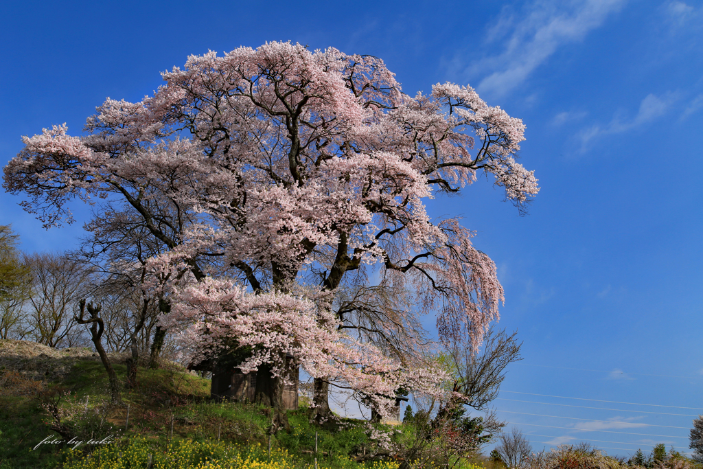 天神夫婦桜