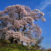 天神夫婦桜