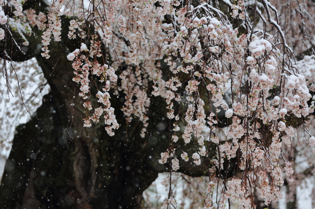 桜雪